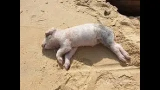 AFRICAN SWINE FEVER ICool
