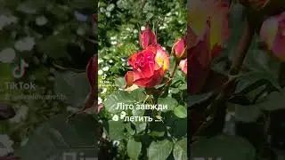 Літо завжди летить ...