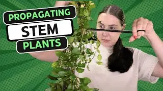 Propagate Stem Plants with Me