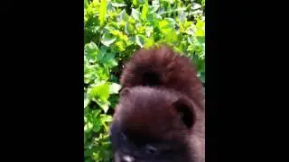 Маленький шпиц