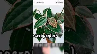 Hoya No Buy List! 🚫 Part 1 #jaclynnsjungle #hoya #plantcare