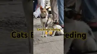 Mother Cats Breastfeeding 🐈😺