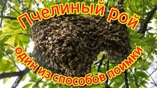 ловим роя, один из способов.