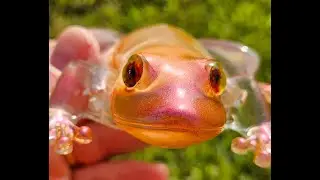 Florid Froggy Friday
