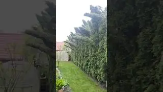 Обрезка туй то ещё искусство