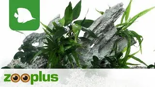 Aquarium Felsen - Aquarium Dekoration | zooplus