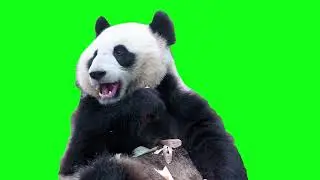 Panda green screen, panda eating green screen video, color panda, cute panda stock video free