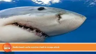 Hot new: Nudist beach surfer punches shark to escape attack