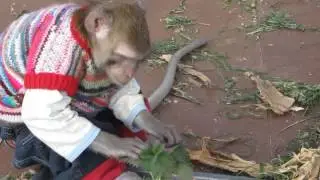 витамины для Семёна... (и хочется и колется)...))))
