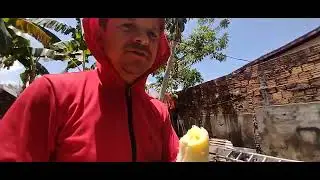 Vamos reformar o galinheiro, achamos bastante ovos.