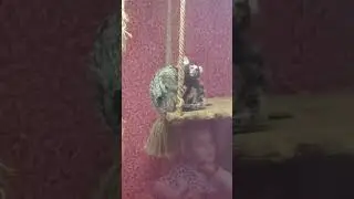 Она такая милашка 🐵 #бурабай #обезьянка #зоотерариум