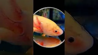 #Shorts Аксолотли. Необычные Существа Аксолотли. Подводный Мир. Шортс Видео Shorts Животные