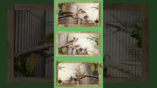 Birds - Finches