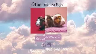 Guinea Pig Album!