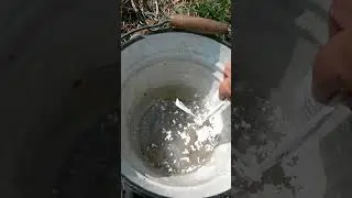 В ведро с водой высыпаю второй порошок препарата Корневин - ветер мешает 24-ого Мая