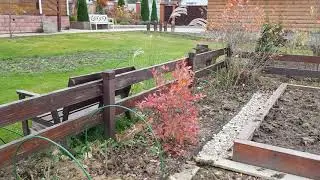 Обзор сада в ноябре: НОВЫЕ РАСТЕНИЯ; осенние акценты.