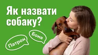 ЯК НАЗВАТИ СОБАКУ? | ПОПУЛЯРНІ КЛИЧКИ ДЛЯ СОБАК