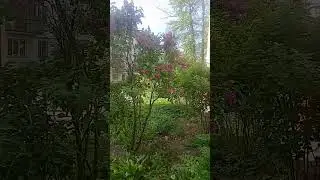 В городе распустилась сирень.