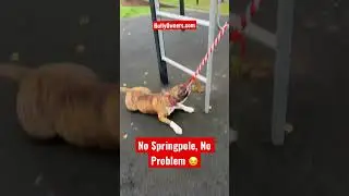 XL American Bully Strength Training At The Park