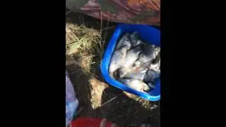 2015 7-9 июля арал-тубе