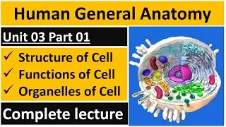 What is the Structure of Cell | Function of Cell in Urdu/Hindi | Human Cell Anatomy | BSN Lectures
