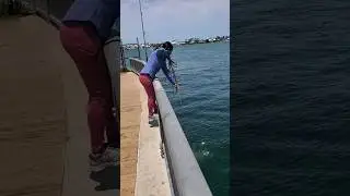Catching mullet fish #fishing  #outdoors #weekend #fun
