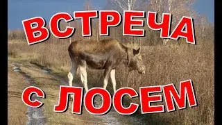 ENCOUNTER WITH A MOOSE! WHAT to do? HOW to behave?