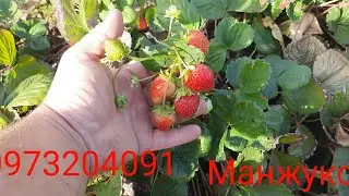 Клубника,