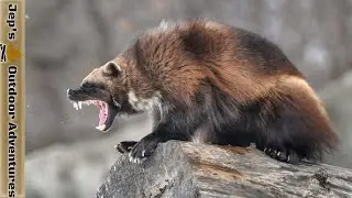Wolverines don't bully bears, or steal from wolves | Russel Annabel's 
