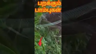 snakes 😨🐍 பாம்புகள் எப்படி பறக்கும்??🤔