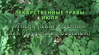 Лекарственные растения июля 