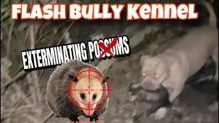 MY DOG Exterminating a Family Of Possums‼️