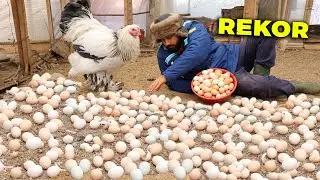 3 GÜN FOLLUKLARDAN YUMURTA TOPLAMADIM REKOR