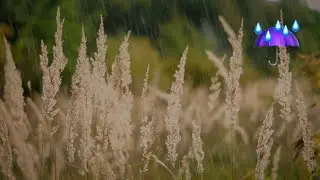☔ Chuva Relaxante nos Campos de Trigo (10 Horas para Dormir e Relaxar)