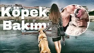 Köpek Bakmanın Avantaj Ve Dezavantajları | Burcu Çakmak