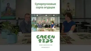 Суперпучковые сорта огурцов!