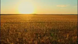 Beautiful View Of A Wheat Field During Sunset | Landscape | Shutterstock | Part-9