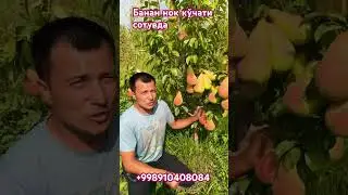 🍐🍐🍐🍐🍐❤️❤️❤️❤️❤️❤️🇺🇿🇺🇿🇺🇿🇺🇿🇺🇿🇺🇿🤝🤝🤝🤝🤝