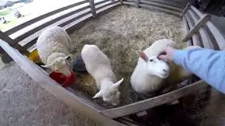 Гостиница - ферма