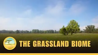 The Grassland Biome