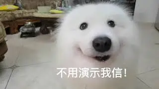 差点把海豹吓傻了！