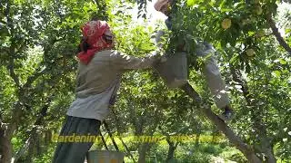 30 Workers, One Orchard... Can They Harvest It All? 🍑