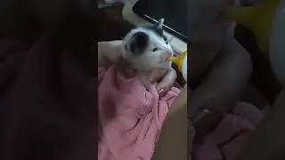 Rescue Kitten drinking Milk. #cats #kitten #pets