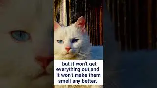 How much you should bath cat?  #shorts