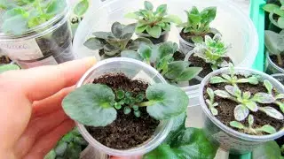 What is the success of the rapid appearance of violet babies‼️