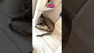 Любимый столбик #кошка #несси #ориентальнаякошка