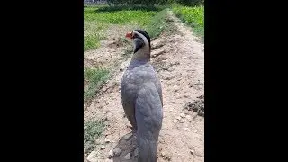 CHUKAR PARTRIDGE (keklik)