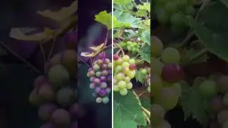 Grapes..... follow for more !! #mobilephotography