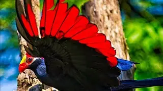 How do Birds Fly?