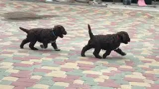 щенки лаготто 28 09 20